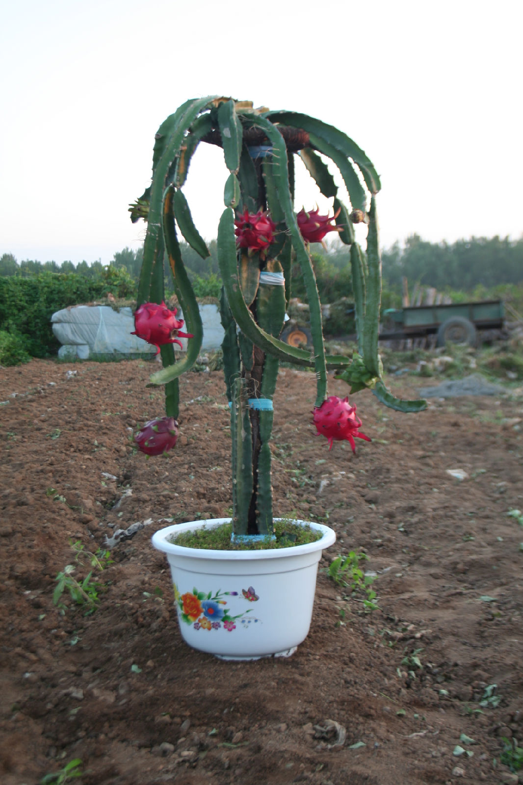  p> span class="ref" data-ctrid="t7auggvwt3tm">火龙果(学名: 