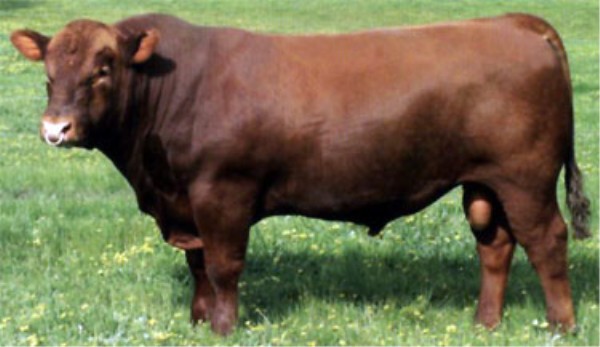 wnl70hlj">黑色无角 a target="_blank" href="/item/肉用牛/3624781"