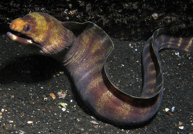 bleeker, 1863),为 a target="_blank" href="/item/海鳝科/10991306"