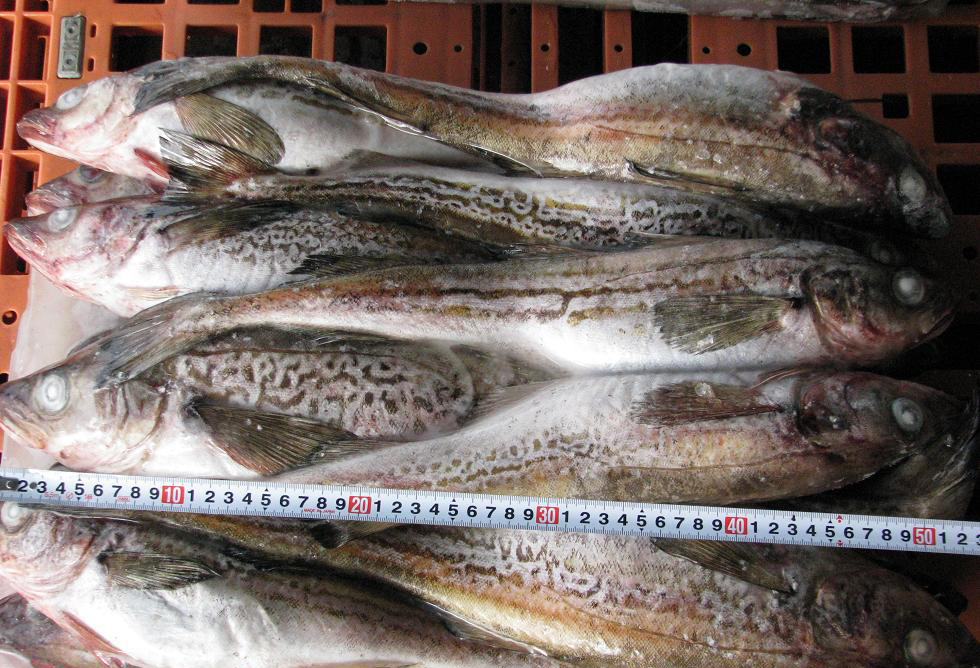  p data-id="gnbqmhnuqg">明太鱼(theragra chalcogramma;alaska po-l