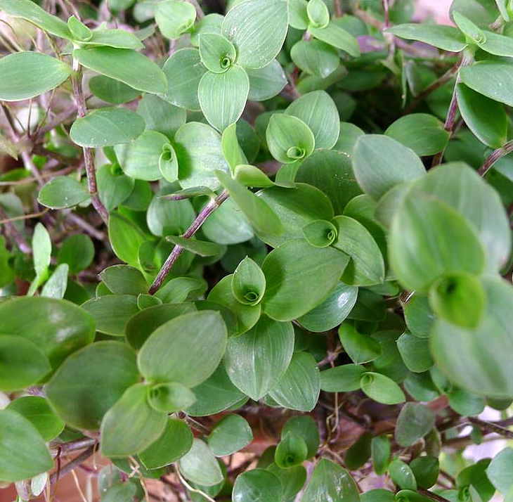  p>铺地锦竹草(学名: i>callisia /i>  i>repens /i> (jacq.) l.