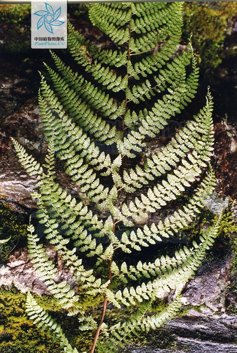 ="#">蹄盖蕨科 /a> a href="#">蹄盖蕨属 /a>下的一个种,簇生鳞片叶