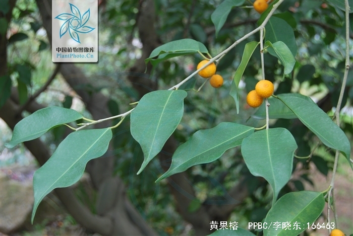  p>黄果榕(学名:ficus benguetensis merr.