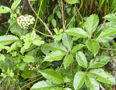  p>毛脉崖爬藤( a href="#" data-lemmaid="8074290">学名 /a>:tetra