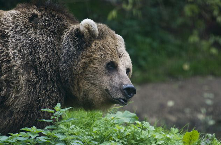  p>欧洲棕熊(学名:ursus arctos arctos)是棕熊指名亚种,头大而圆,体