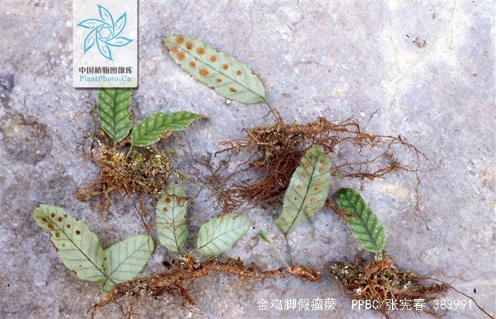  p>金鸡脚假瘤蕨(学名: i>selliguea /i>  i>hastata /i> (thunb.) h.