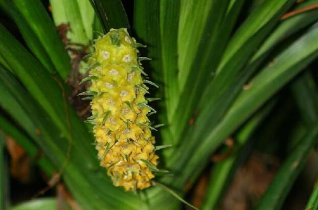  p>剑叶开口箭 i>(学名tupistra ensifolia) /i> a target="_blank"