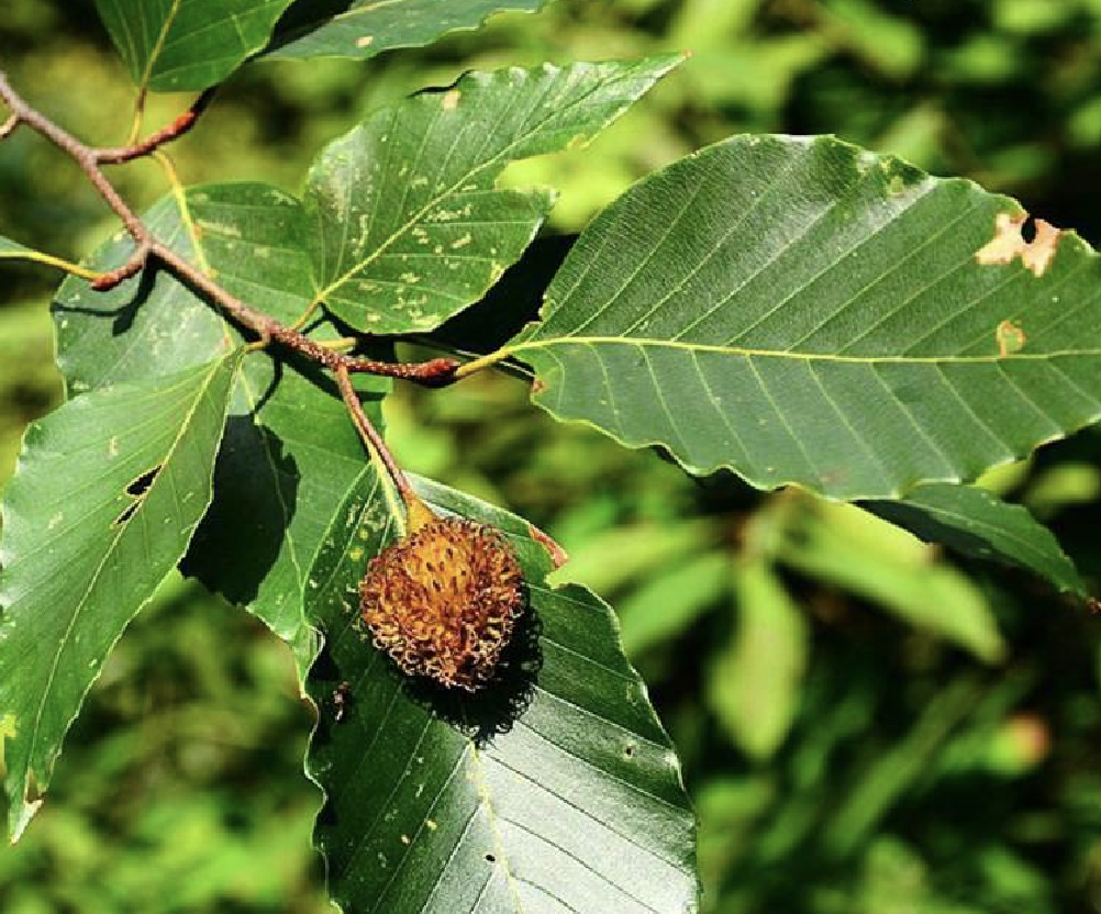  p>水青冈(学名: i>fagus longipetiolata  /i>seem.