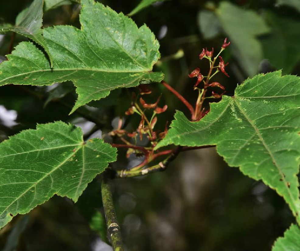  p>五尖槭(学名: i>acer maximowiczii /i> pax.