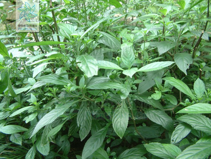  p>紫云菜属(学名:strobilanthes bl. s. l.
