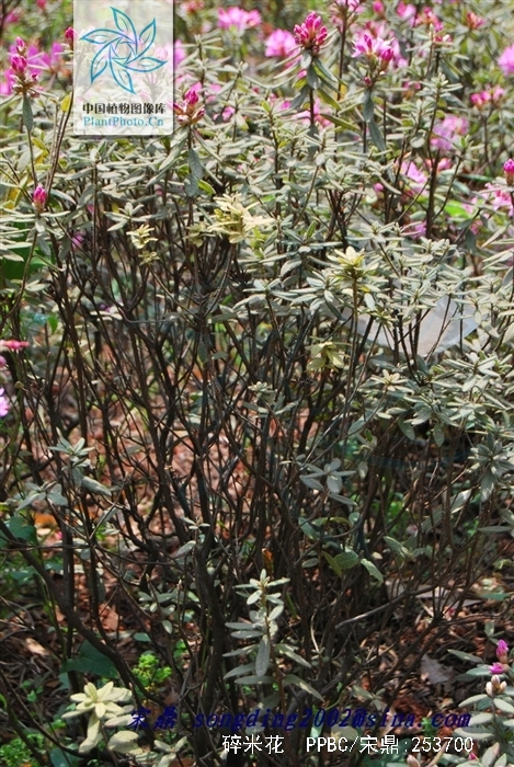  p>碎米花(学名: i>rhododendron spiciferum /i> franch.