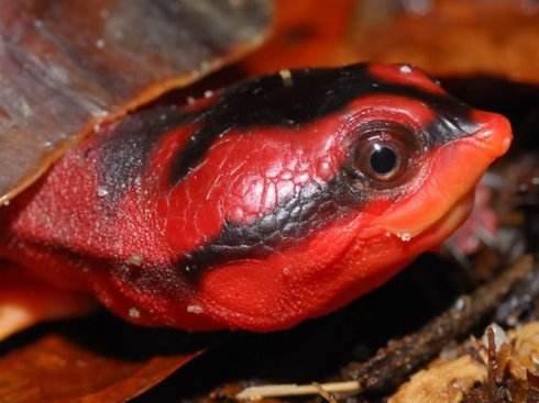 rana aurora)是受保护的 a target="_blank" href="/item/青蛙/35489"