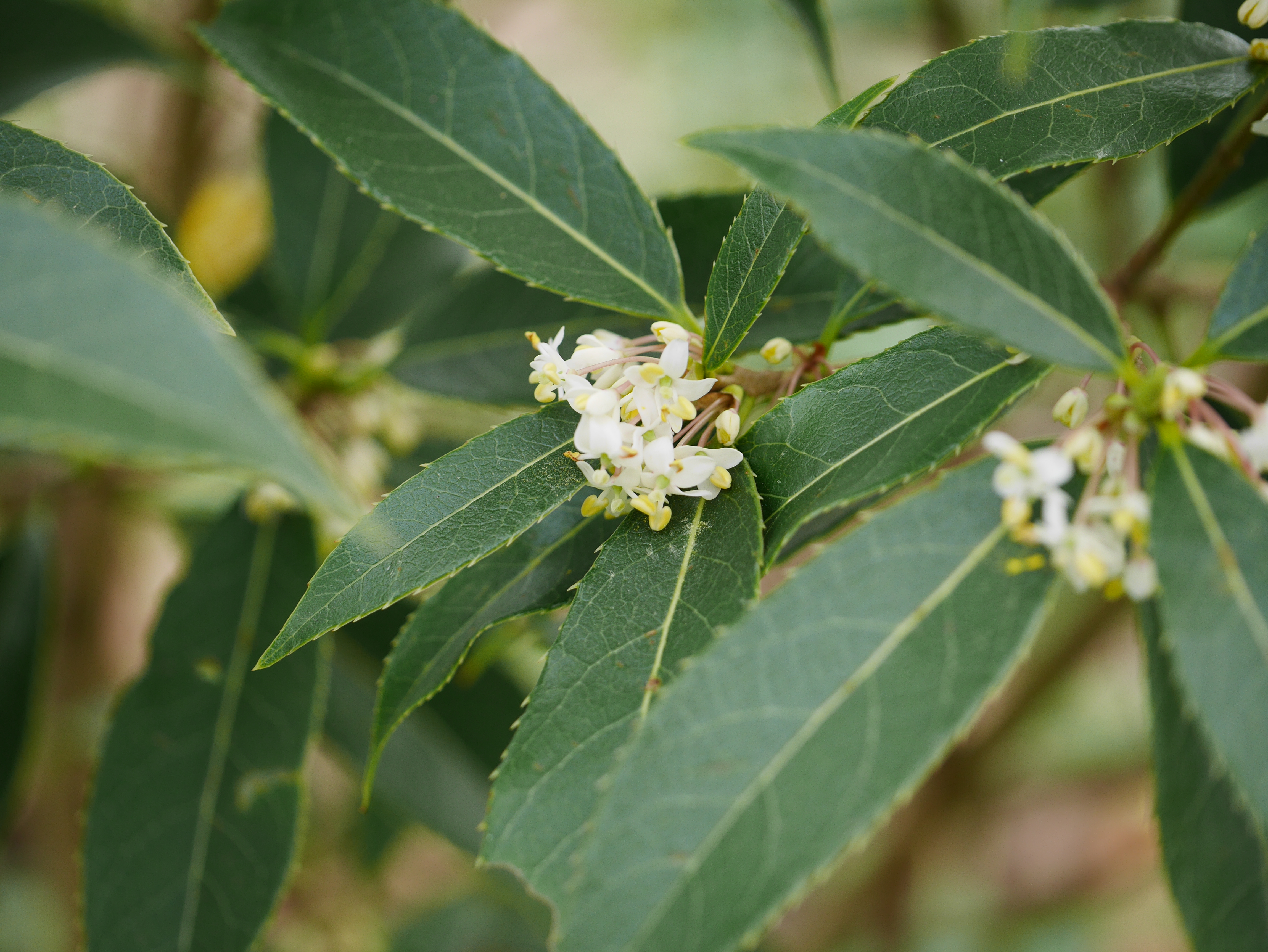  p>短丝木犀(学名: i>osmanthus serrulatus /i> rehder)是木犀科