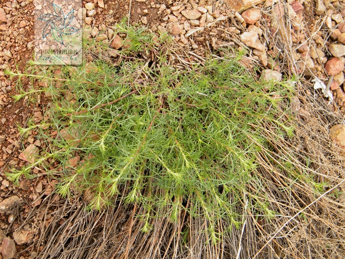  p>细杆沙蒿(学名:artemisia macilenta)是 a href="#">菊科 /a> a