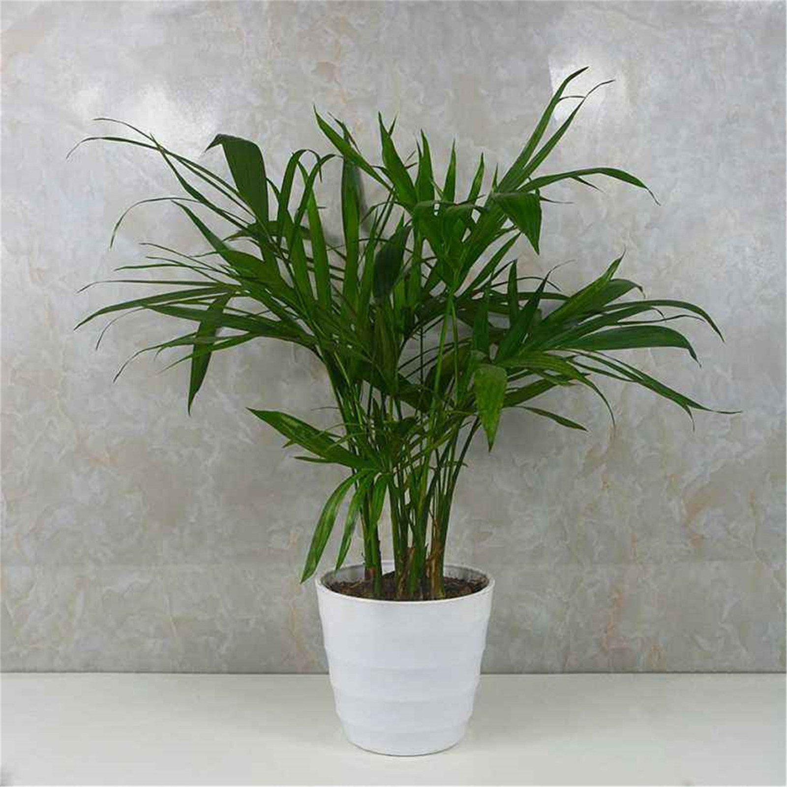  p>富贵椰子学名为拱叶竹节椰( i>chamaedorea cataractarum /i> mart