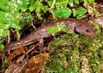  p>小鲵属(hynobius)为 a href="#" data-lemmaid="2259418">小鲵科 