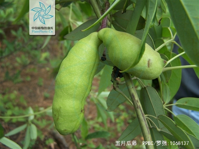  p data-id="tzaxbjxy18tu">五月瓜藤( i>holb