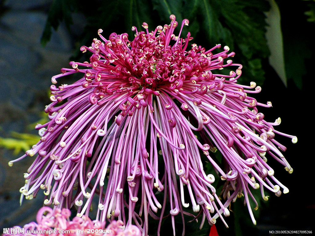notoseris psilolepis