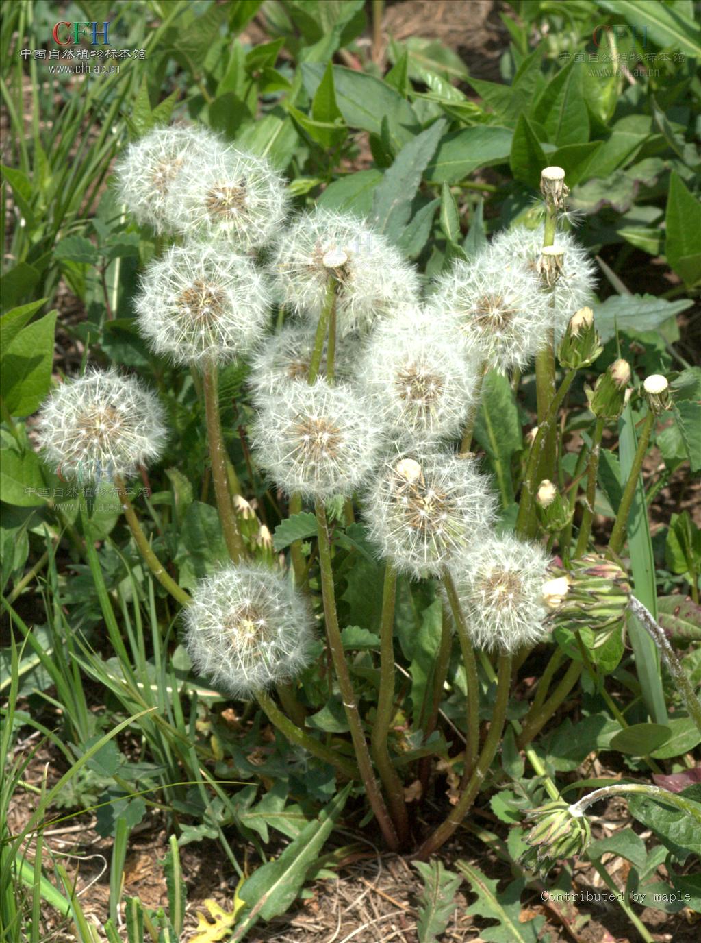  p>白缘蒲公英(学名: i>taraxacum platypecidum diels /i>)是 a href