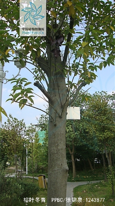 榕叶冬青