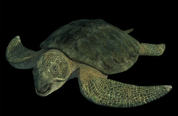 深海巨灵大海龟 全网资源