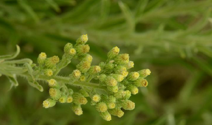  p>苏门白酒草(学名: i>conyza sumatrensis /i> (retz.