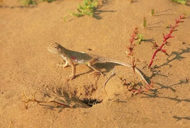 phrynocephalus  przewalskii