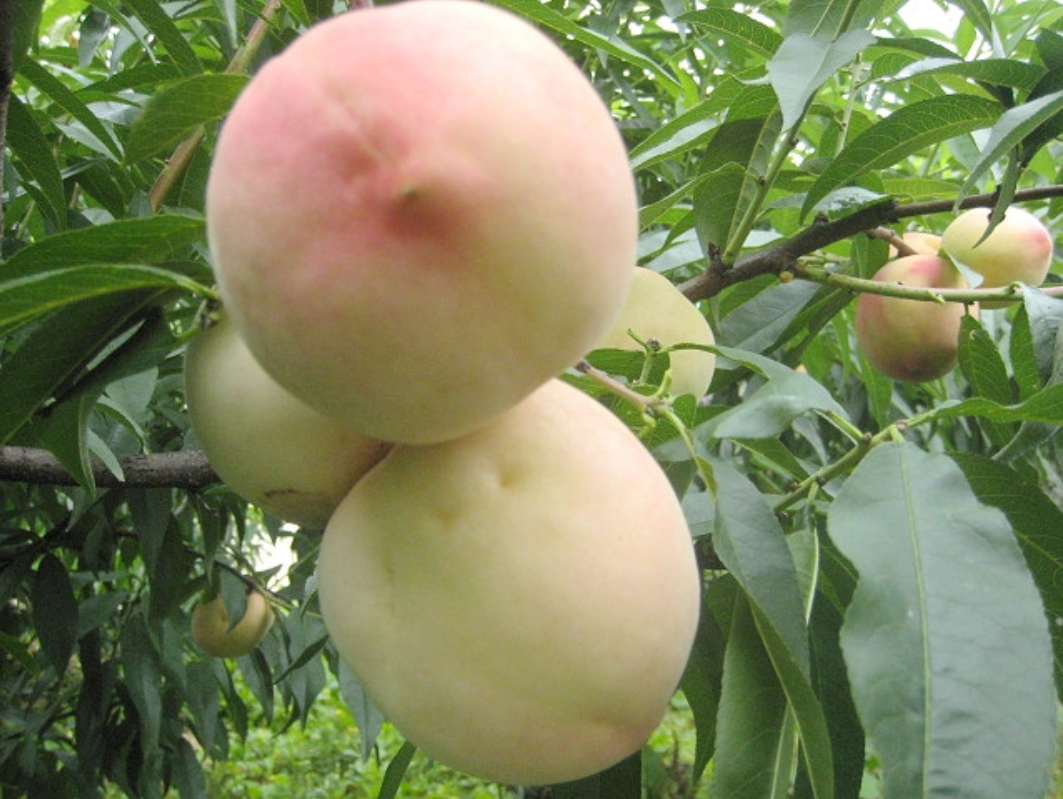  p> a target="_blank" href="/item/粘核毛桃/4255149" data-lemmaid