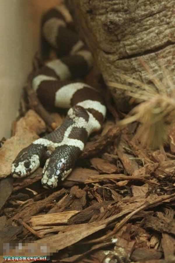  p>钝尾两头蛇(学名:calamaria septentrionalis)是游蛇科两头蛇属的