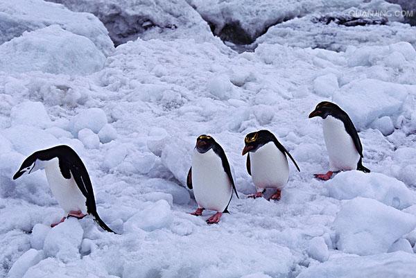 e·crestatus rockhopper penguin