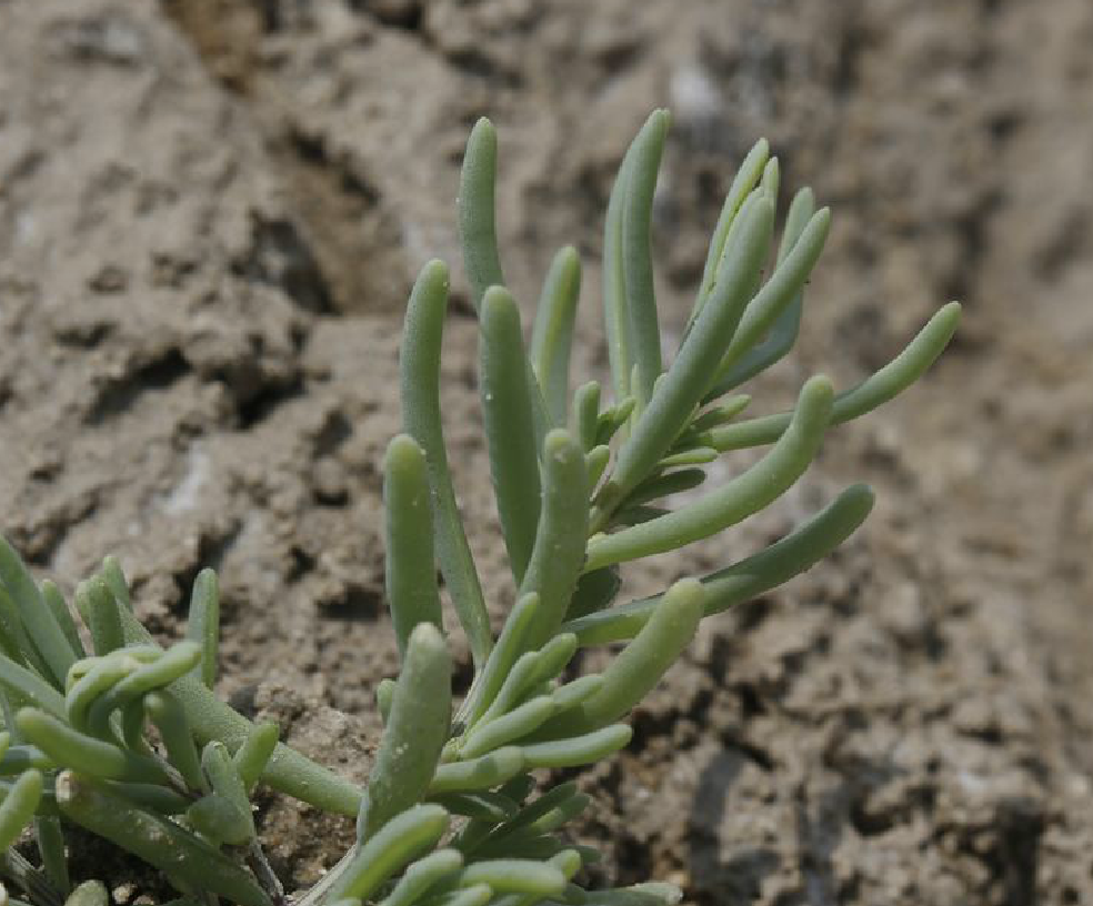  p>盐地碱蓬(学名: i>suaeda salsa /i> (l.) pall.