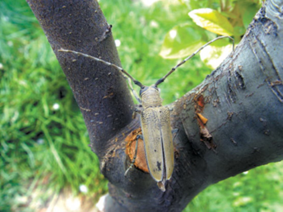 target="_blank" href="/item/天牛科">天牛科 /a>昆虫的总称, a