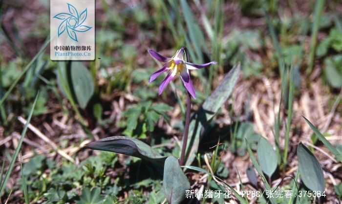  p>新疆猪牙花 i>( /i> i> a href="#" data-lemmaid="8074290">学名 