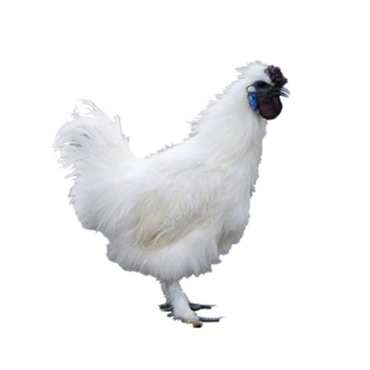  p>白羽乌骨鸡,属药,蛋,肉兼用型良种,全身披洁白羽毛,具有乌喙,乌舌