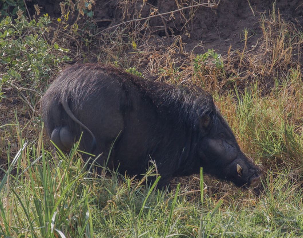  p>大林猪属(学名: i>hylochoerus /i>):是哺乳纲, a href="#" data