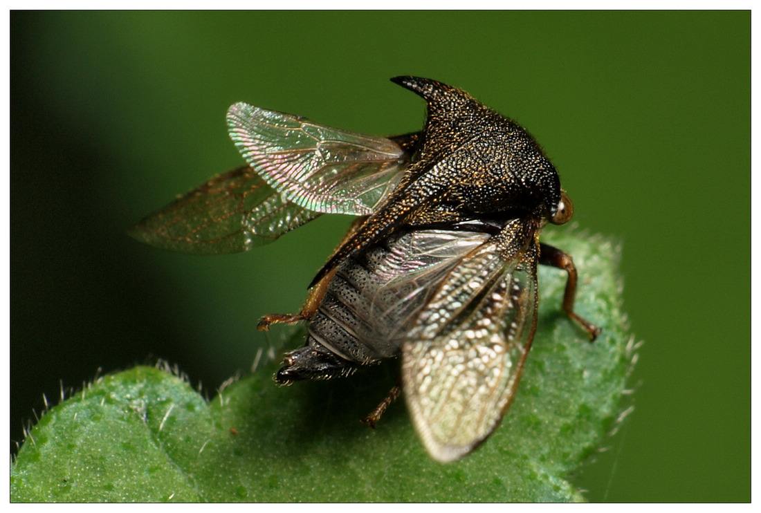  p>角蝉(treehopper)同翅目 a href="#" data-lemmaid="6272437">角蝉