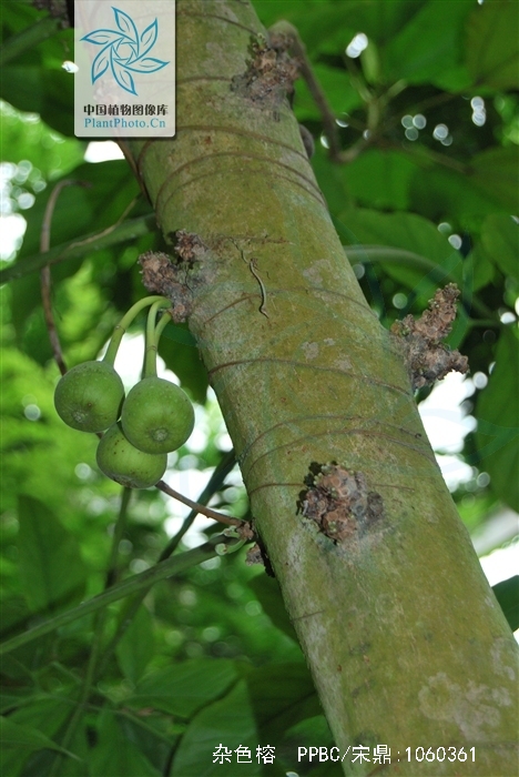  p>杂色榕(学名: i>ficus variegata /i> bl.