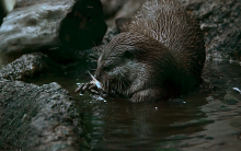 水獭