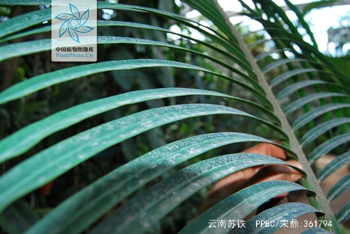  p>云南苏铁(拉丁学名: i>cycas siamensis  /i>miq.