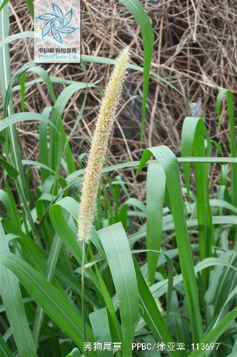  p>莠狗尾草,中药名.