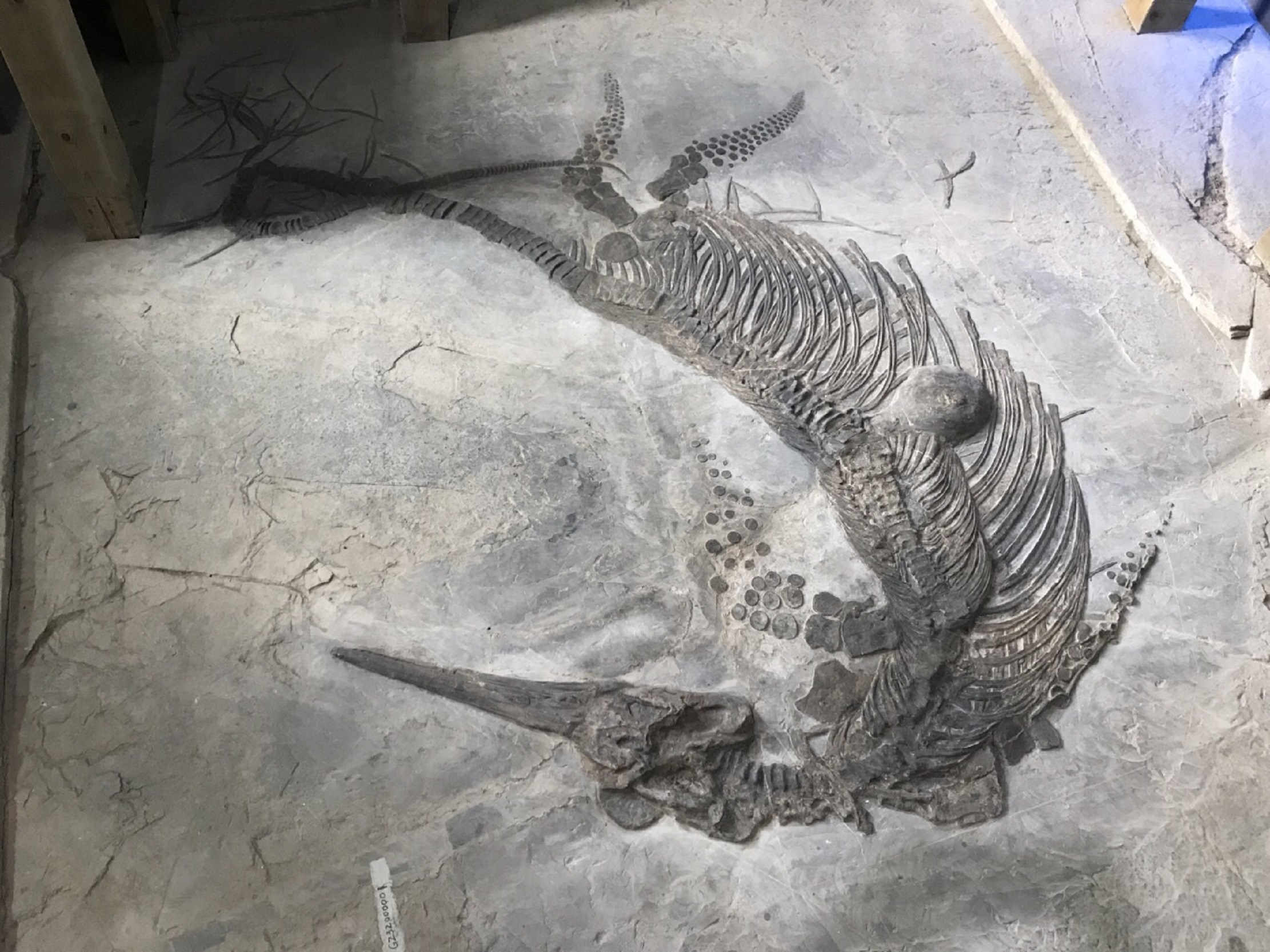  p>关岭古生物化石群国家地质公园(guanling fossil national geopark