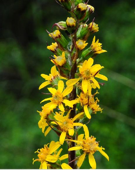 k8qqt">被子植物的花,有的是单朵花单生于枝的顶端或叶腋处,称单生花