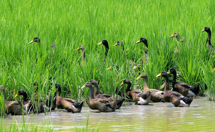  p>稻鱼鸭共生系统是中国南方一种长期发展的 a target="_blank" href