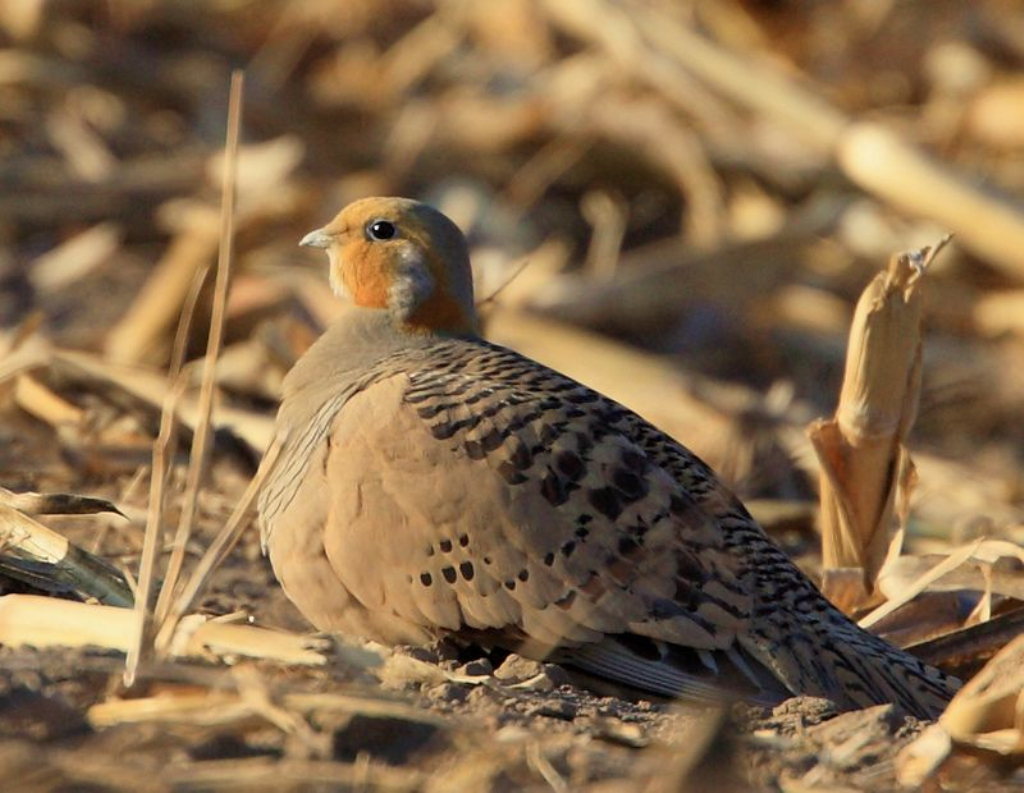 毛腿沙鸡属是鸽形目,沙鸡科的一属.