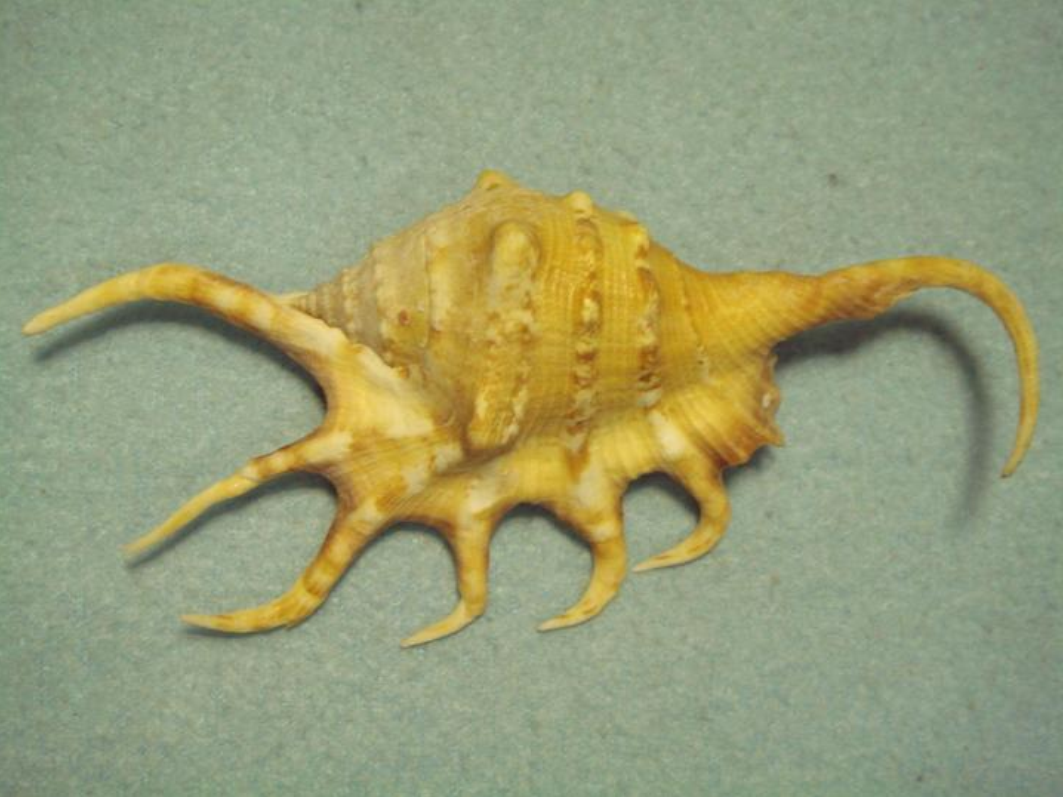  p>蜘蛛螺(学名: i>lambis lambis /i>) a href="#" data-lemmaid="