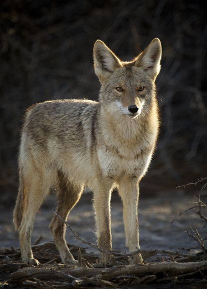  p>郊狼(学名: i>canis latrans /i>)是犬科犬属的一种,与 a target="