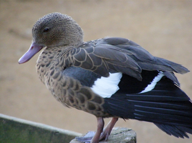 马达加斯加岛水鸭
