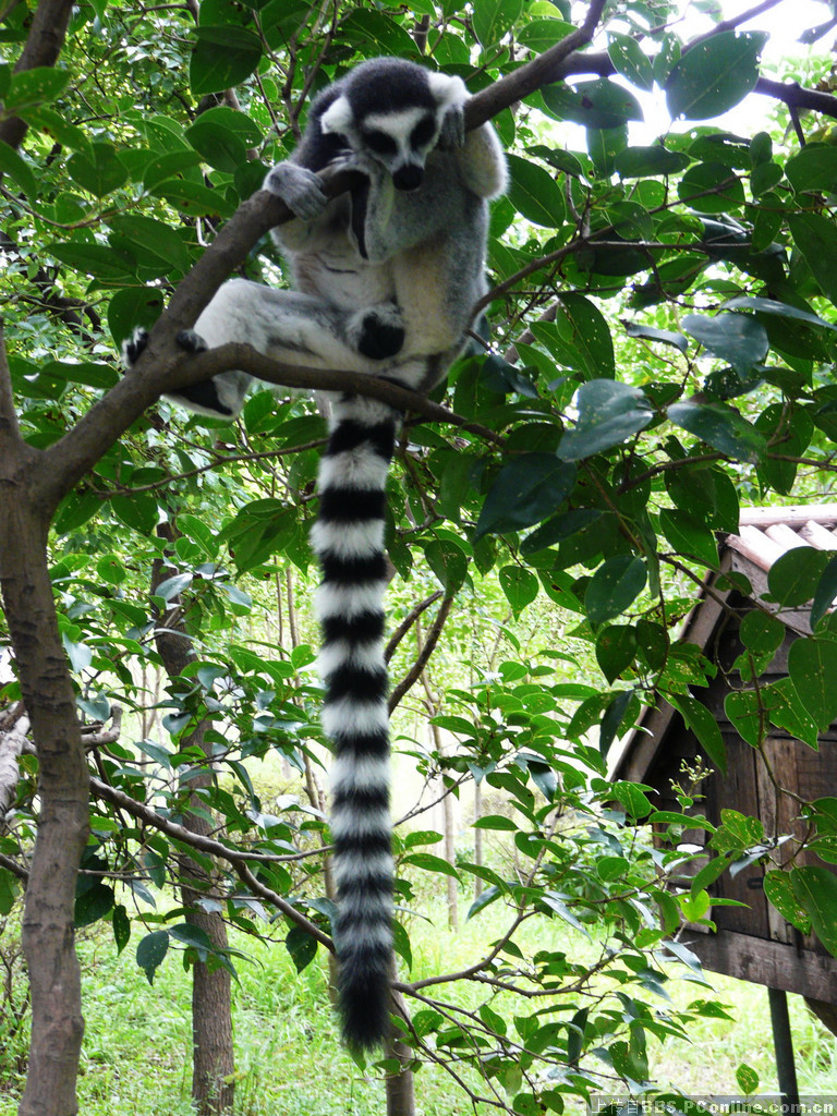  p>白足鼬狐猴也叫 a href="#">白脚猴 /a>,素有" a href="#">拳击猴 