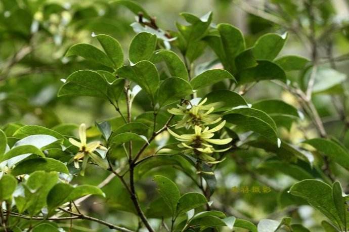 p>少叶黄杞(学名: i>engelhardtia fenzlii /i> merr.