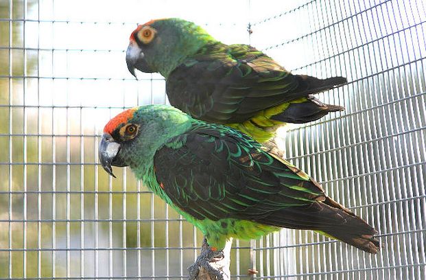  p>贾丁氏鹦鹉(学名: i>poicephalus gulielmi /i>) 在poicephalus属